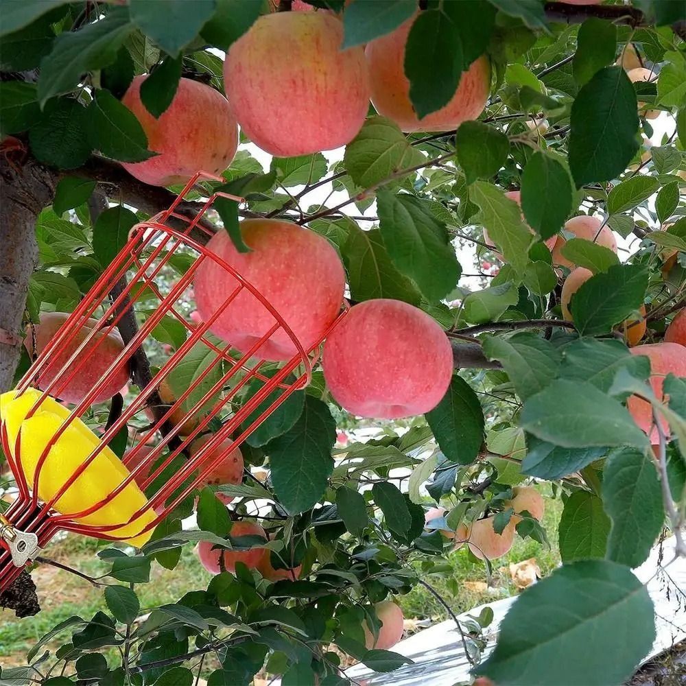 with Basket Fruit Picker Pole  - Fruit Picker Basket Telescopic Pole recension och pris