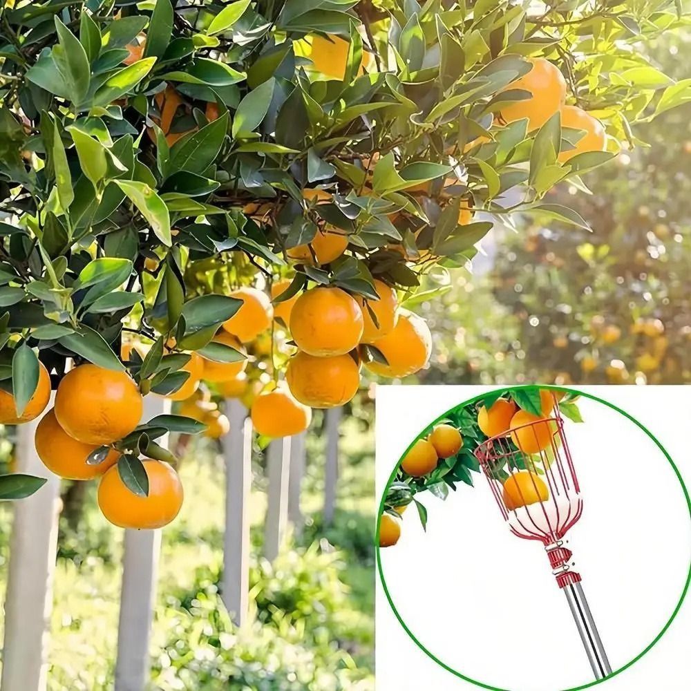 with Basket Fruit Picker Pole  - Fruit Picker Basket Telescopic Pole recension och pris