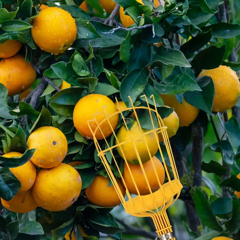 for Winslow & Ross Garden Port - Fruit Picker Basket Telescopic Pole recension och pris